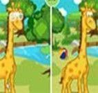 Cuidar da girafa bebê