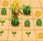 A fazenda de melancia