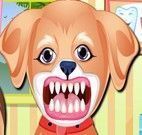 Dentista de cachorro